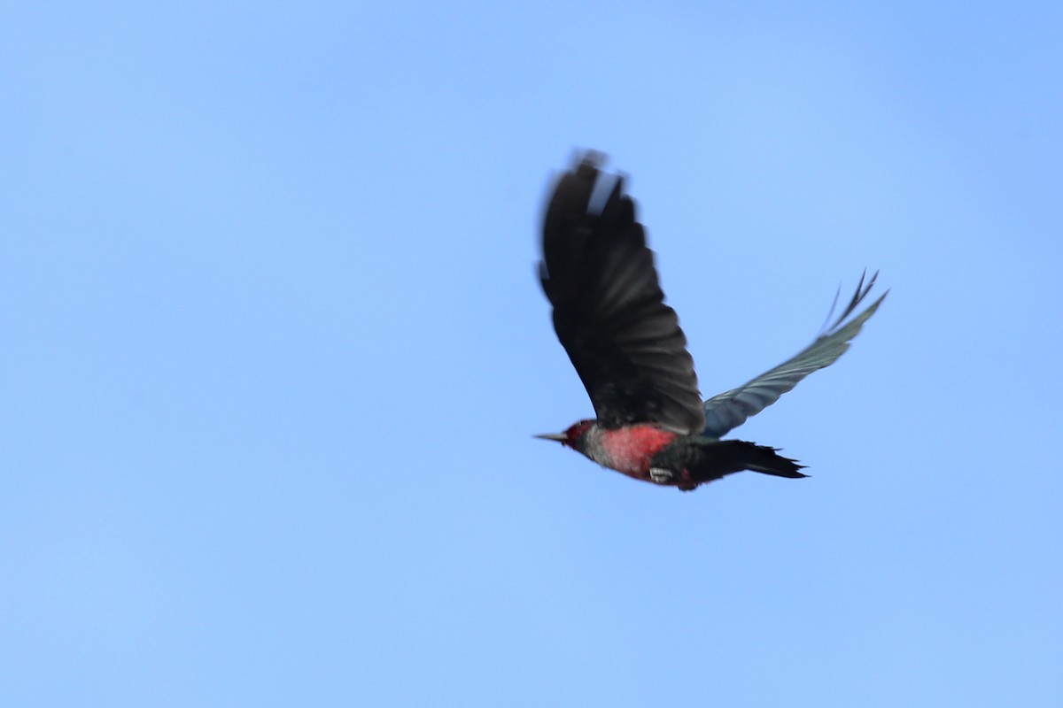 Lewis's Woodpecker - ML337545271