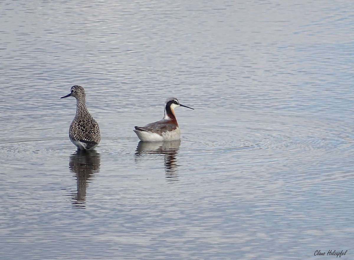 Wilson's Phalarope - Claus Holzapfel