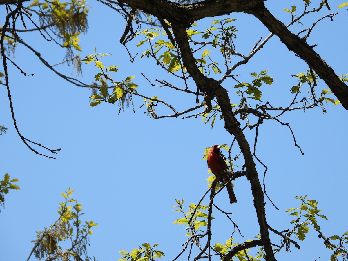 Northern Cardinal - ML337546331