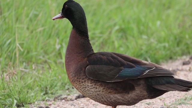 Muscovy Duck x Mallard (hybrid) - ML337546691