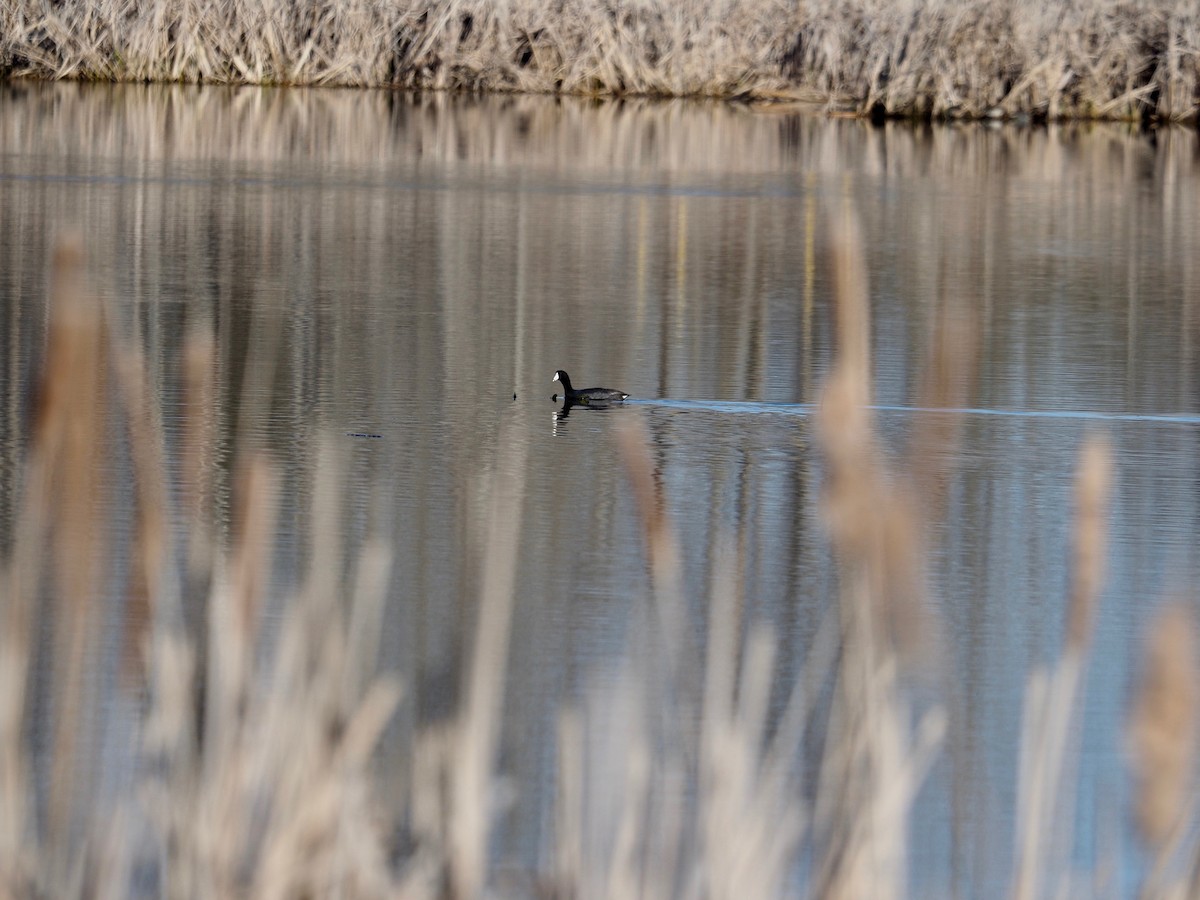 American Coot - Bruce Gates