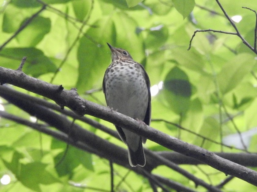 Swainson's Thrush - ML337548921