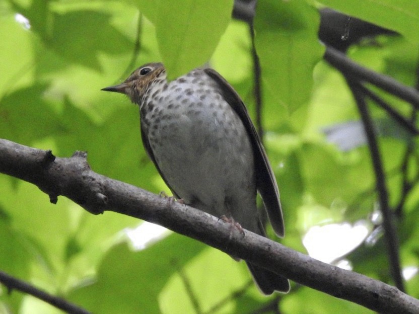 Swainson's Thrush - ML337548931