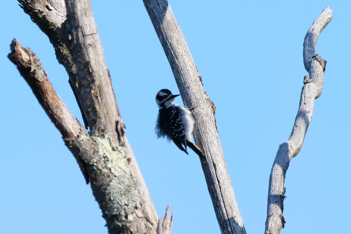 Hairy Woodpecker - ML337548981