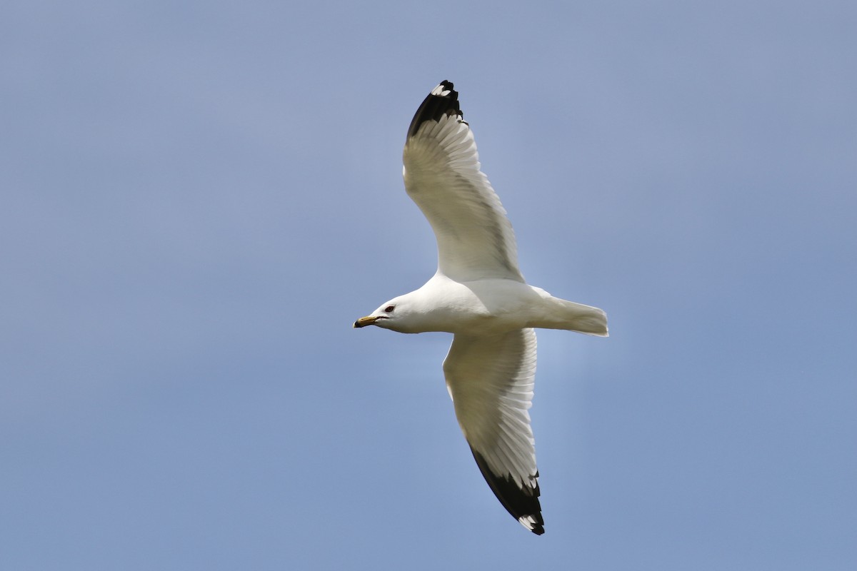 Ring-billed Gull - Russ Morgan