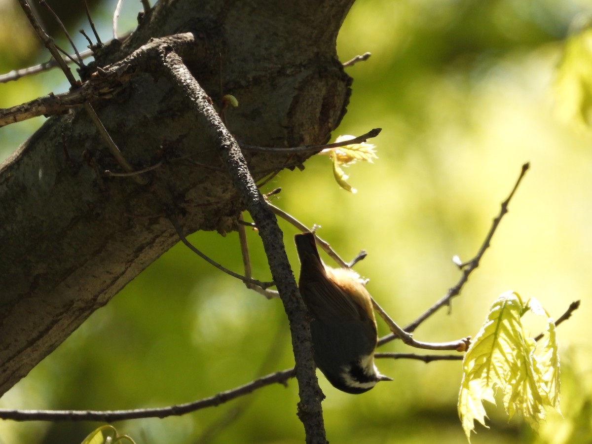 Red-breasted Nuthatch - ML337550751