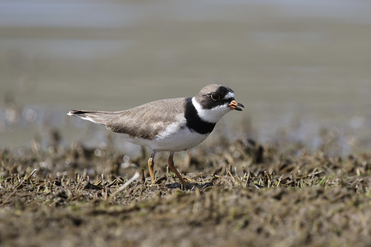 Semipalmated Plover - ML337550811