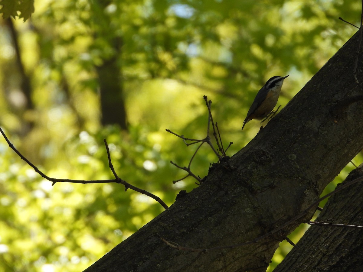 Red-breasted Nuthatch - ML337550821