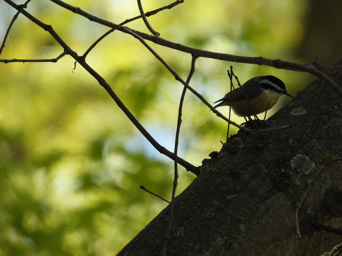 Red-breasted Nuthatch - ML337550921