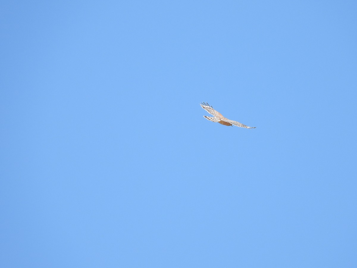Red-shouldered Hawk - ML337551091