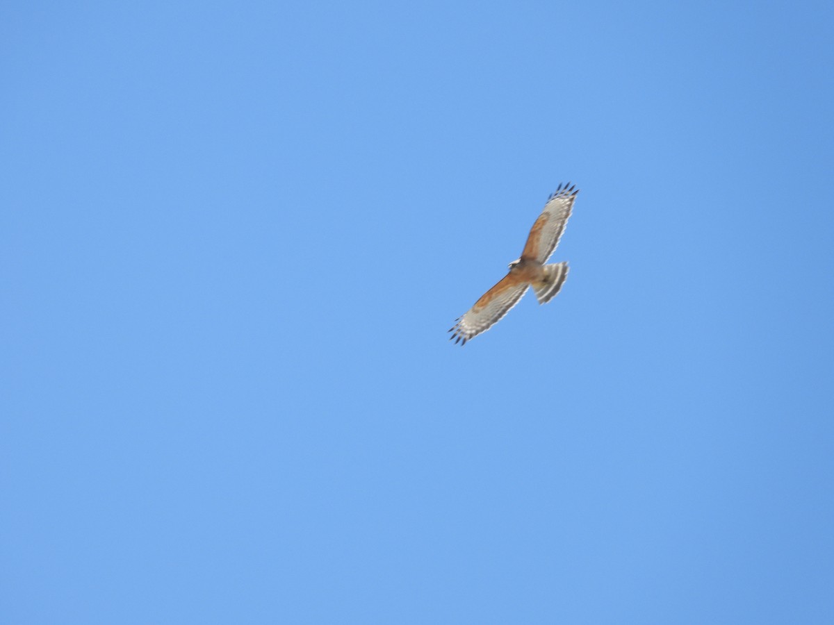 Red-shouldered Hawk - ML337551211