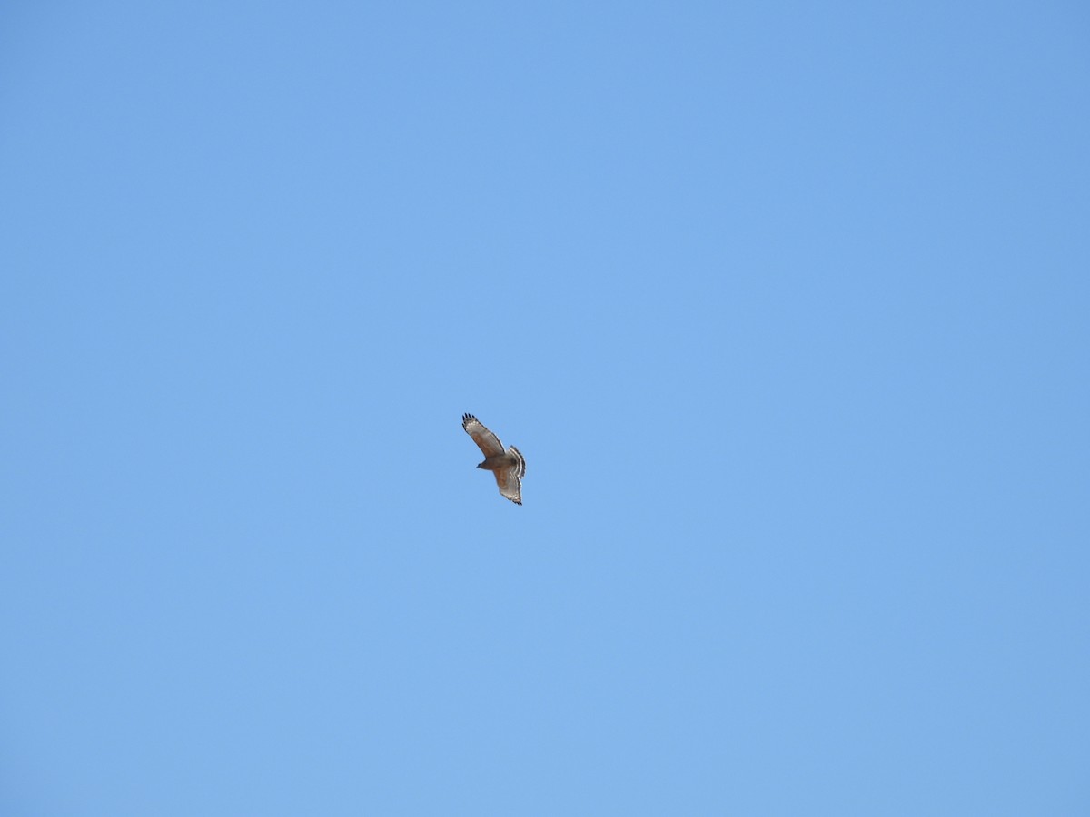 Red-shouldered Hawk - ML337551221