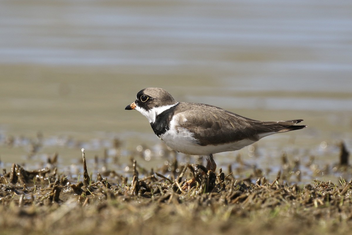 Semipalmated Plover - ML337551341