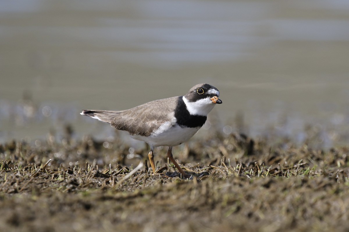 Semipalmated Plover - ML337551431