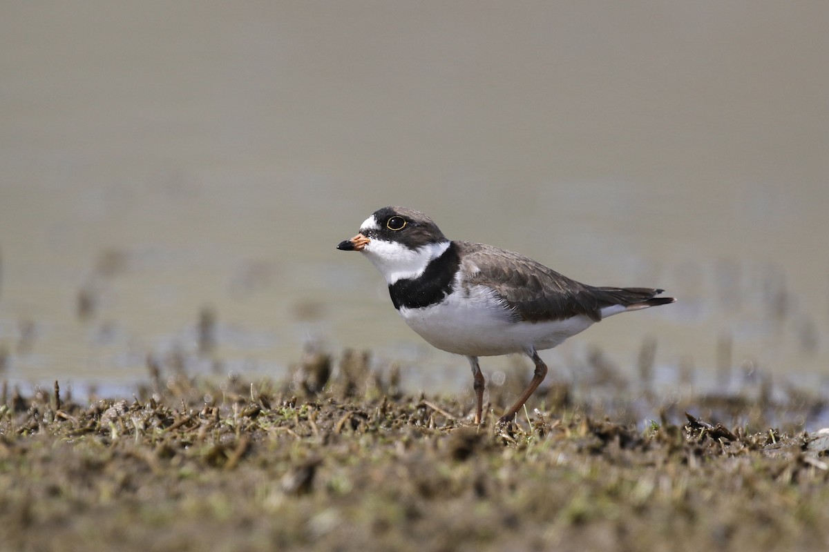 Semipalmated Plover - ML337551441