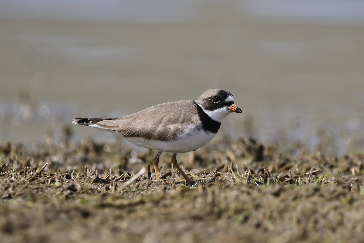 Semipalmated Plover - ML337551501