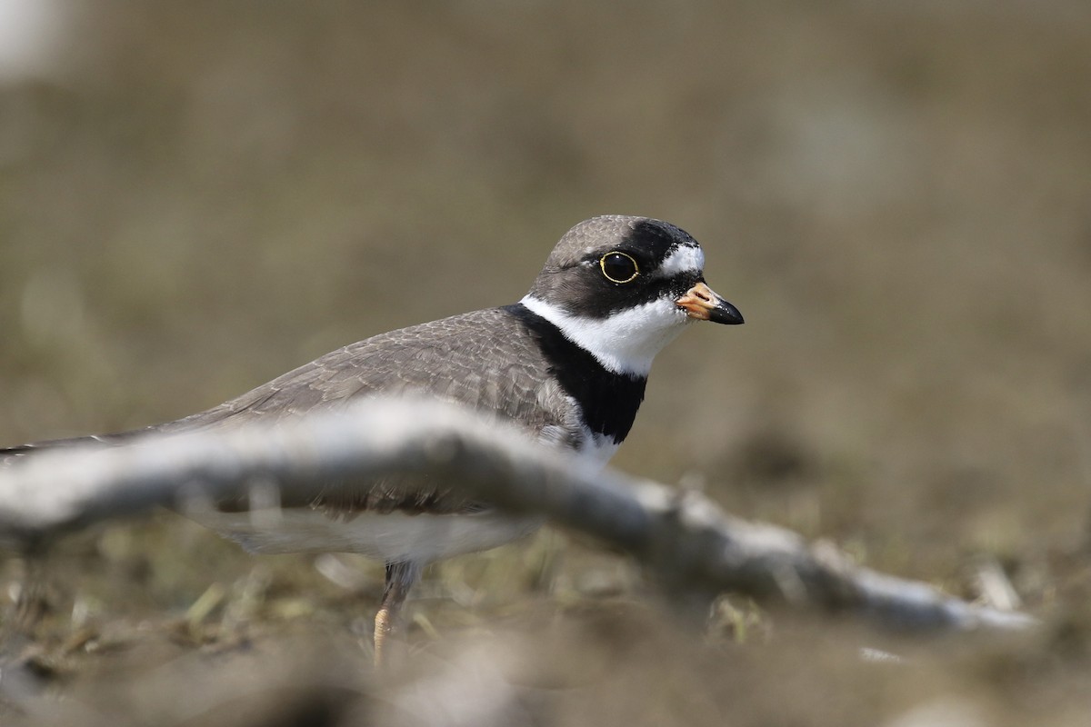 Semipalmated Plover - ML337551651