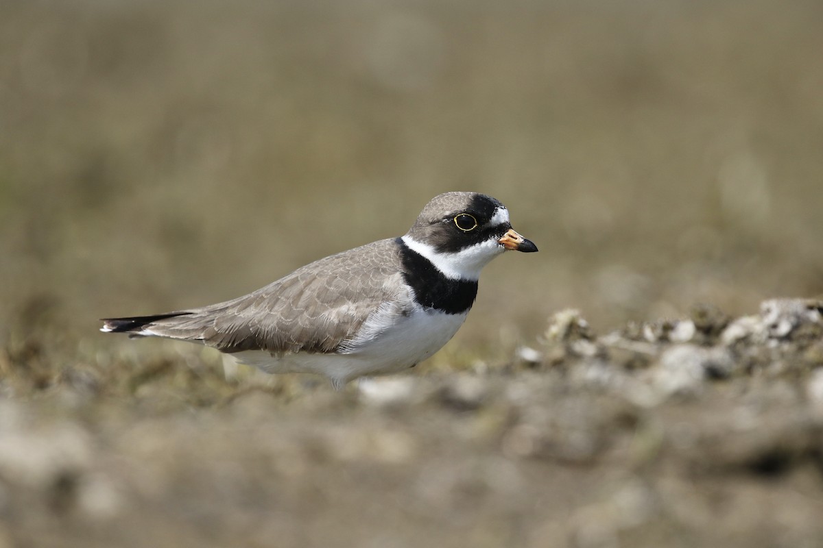 Semipalmated Plover - ML337551891