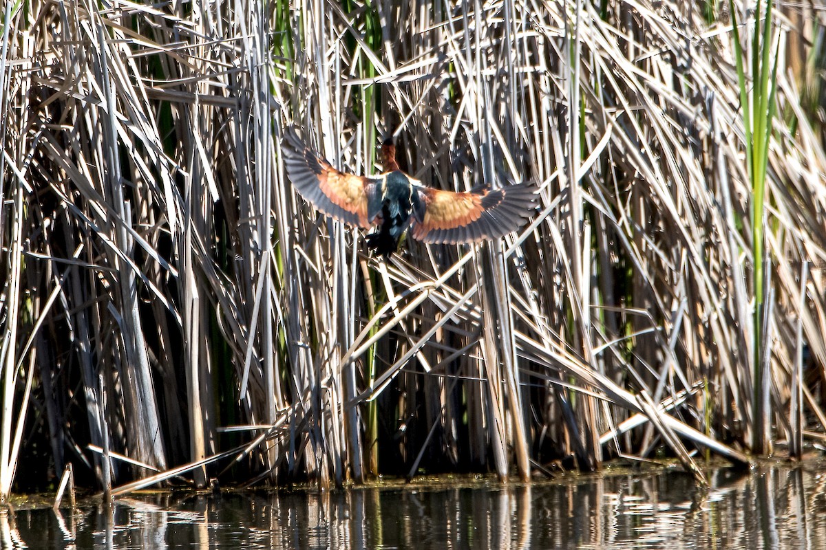 Least Bittern - Sue Barth