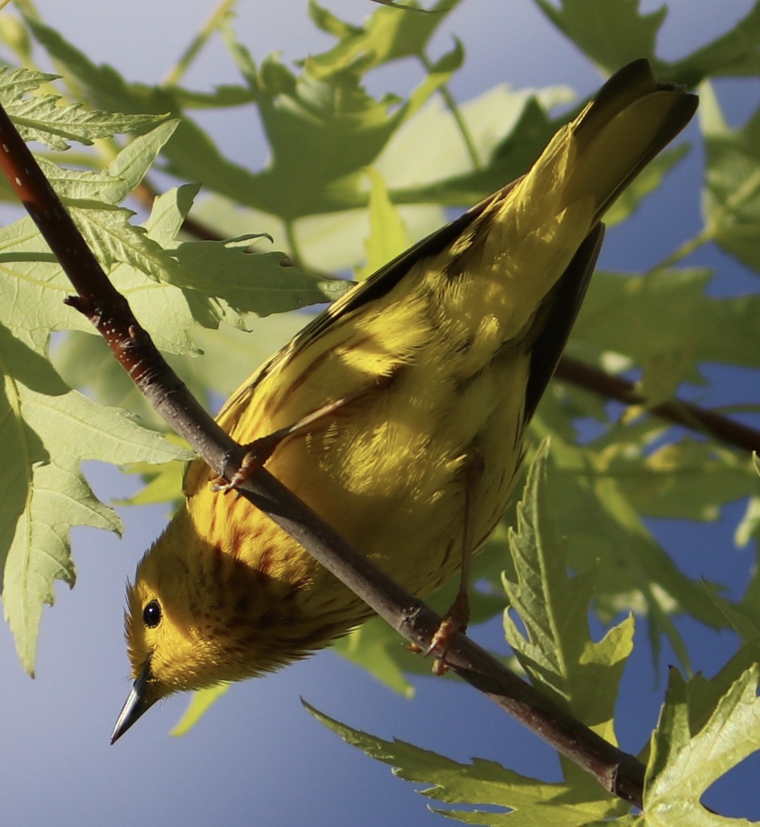Yellow Warbler - Lisa Benjamin