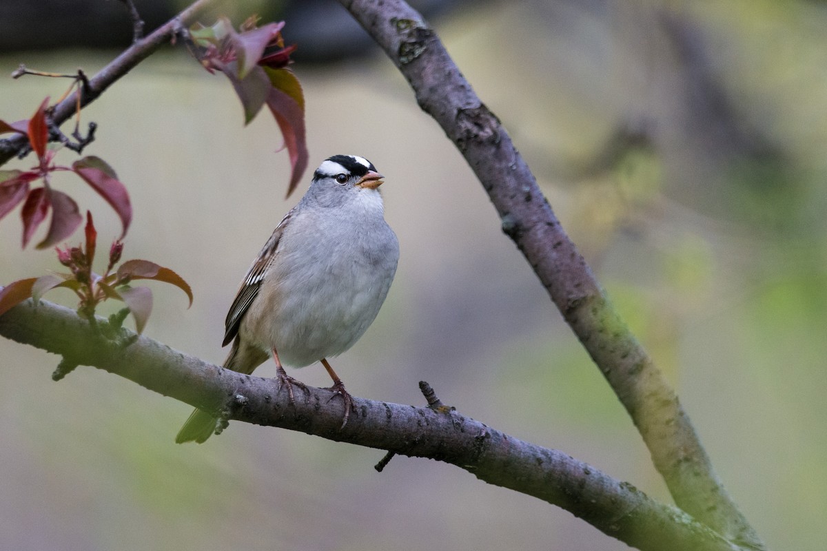 White-crowned Sparrow - ML337553811