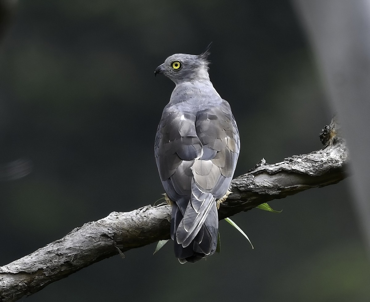 Pacific Baza - ML337557091