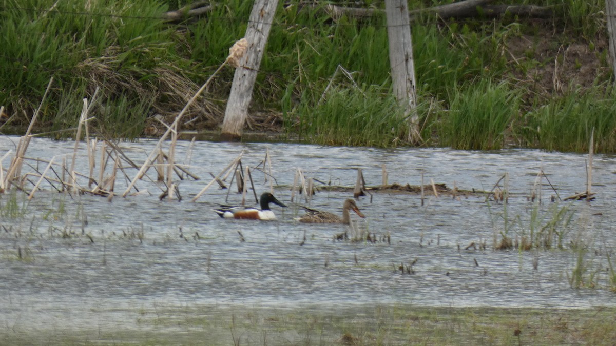 Northern Shoveler - ML337557961