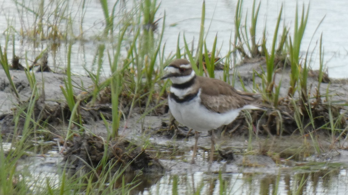 Killdeer - ML337558121