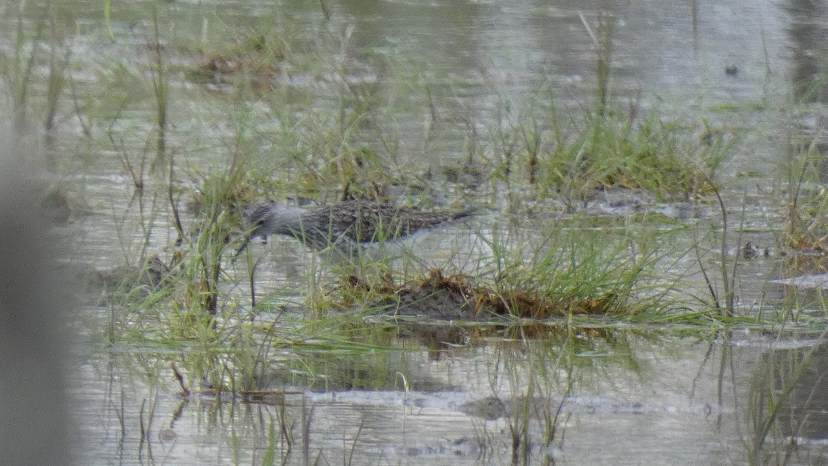 Lesser Yellowlegs - ML337558661