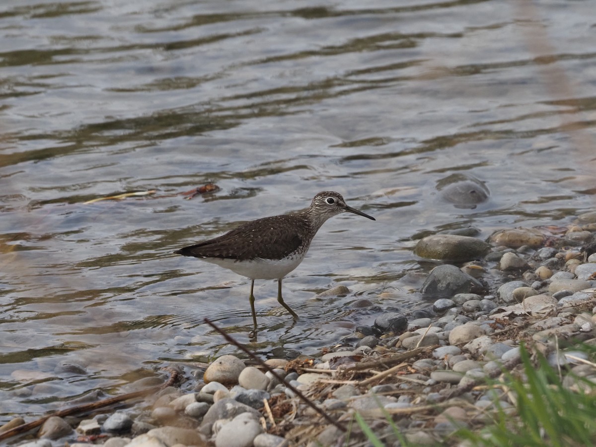 Solitary Sandpiper - ML337558671