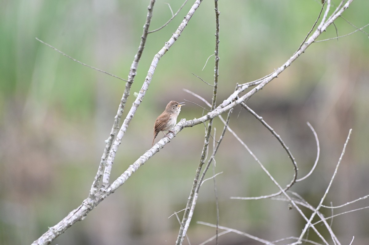 Northern House Wren - ML337559771