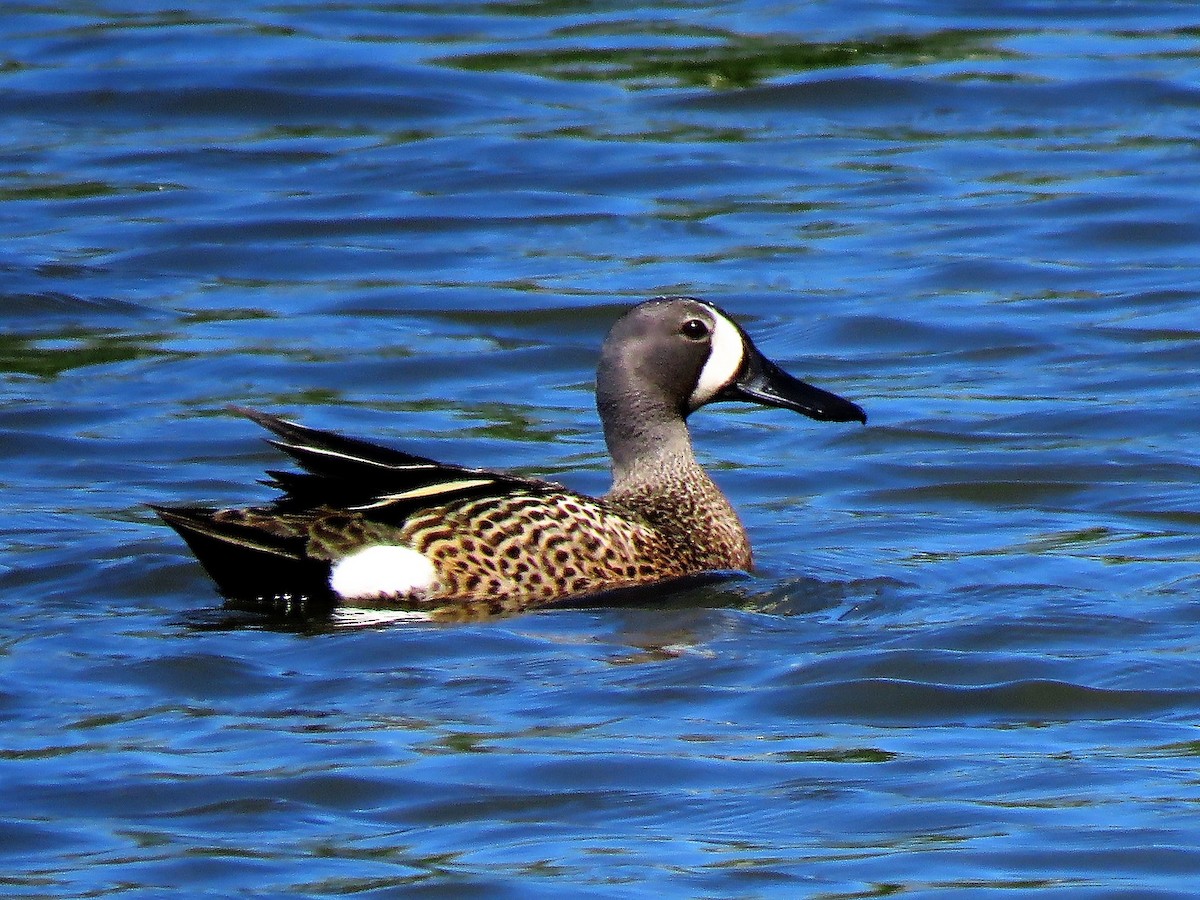 Blue-winged Teal - ML337559831