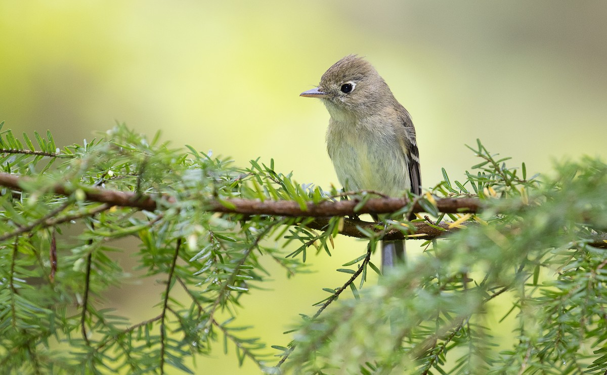 Western Flycatcher (Pacific-slope) - mark daly