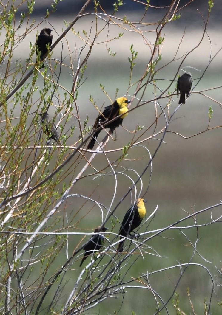 Yellow-headed Blackbird - ML337564391