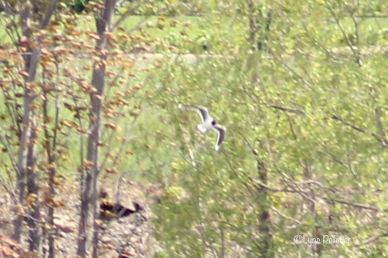 Mouette pygmée - ML337564631