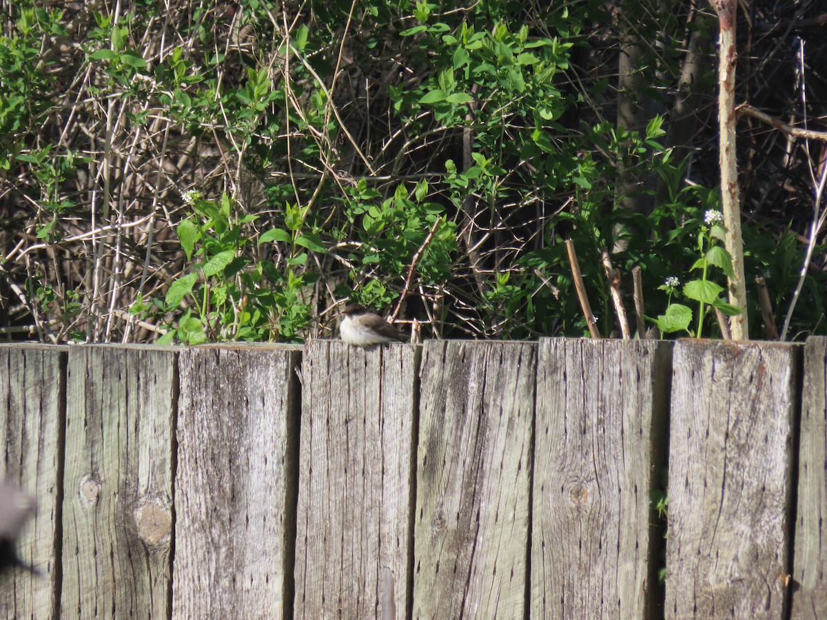 Eastern Phoebe - ML337564971