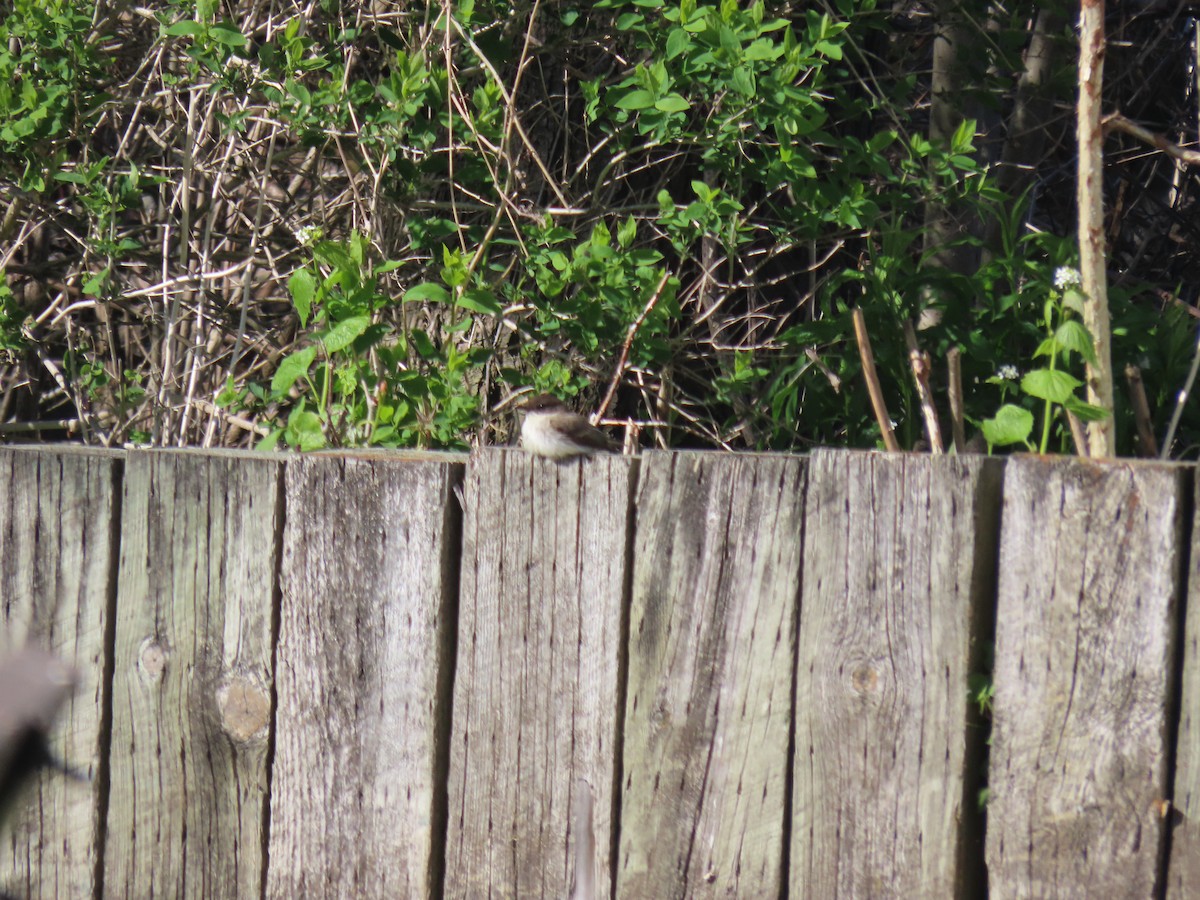 Eastern Phoebe - ML337565041