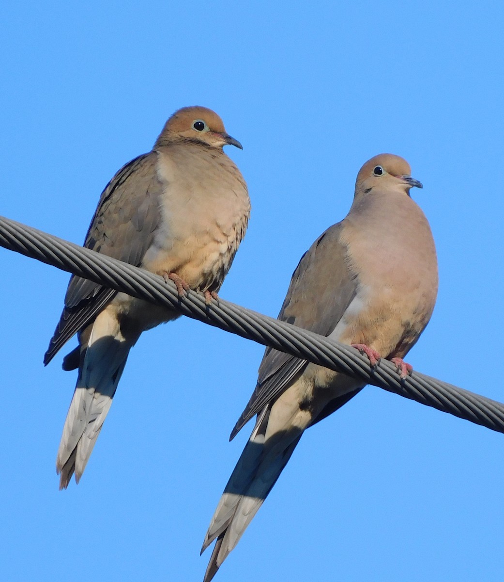 Mourning Dove - Lee Gray