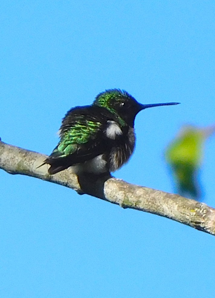 Ruby-throated Hummingbird - Lee Gray