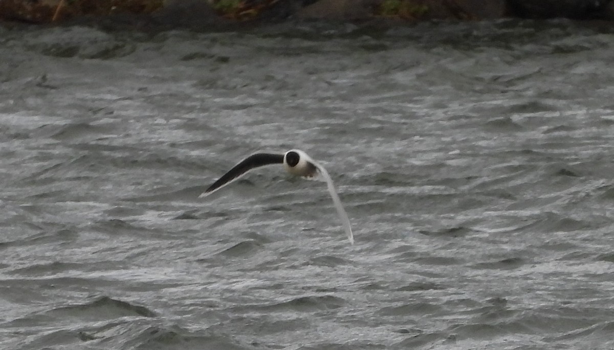 Little Gull - ML337565901