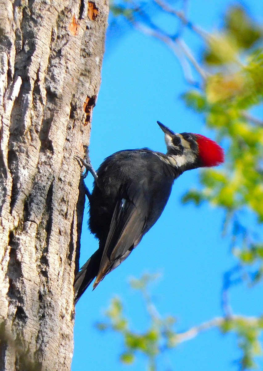 Pileated Woodpecker - Lee Gray