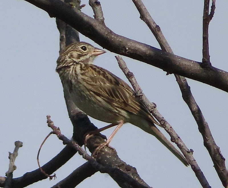 Vesper Sparrow - ML337566301