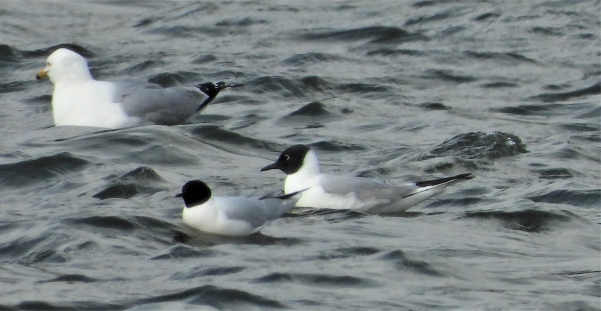 Mouette pygmée - ML337566941