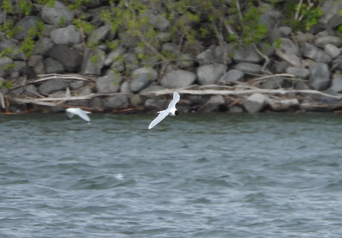 Mouette pygmée - ML337568431