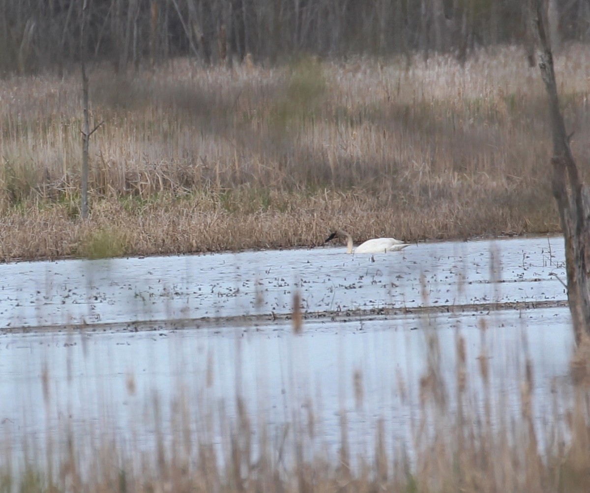 Trumpeter Swan - Hélène Crête