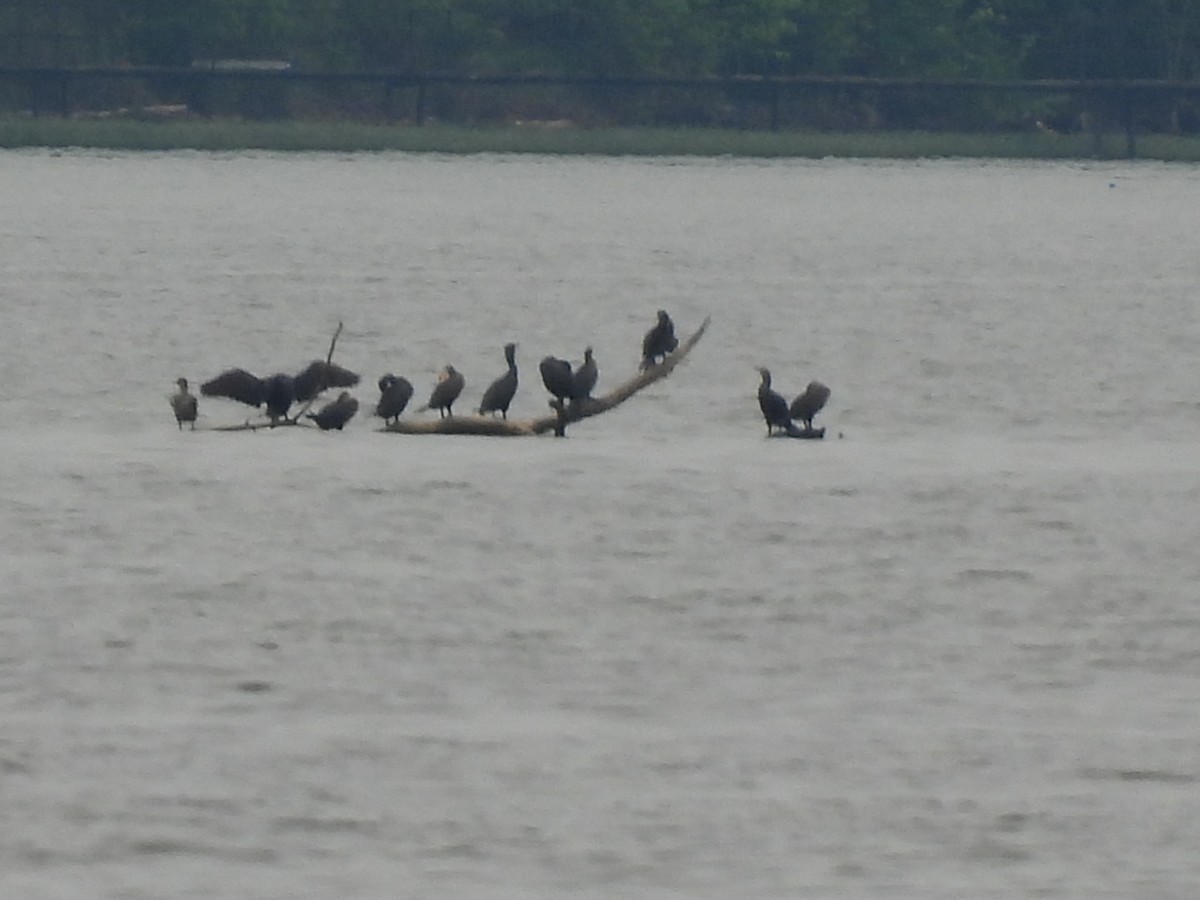 Double-crested Cormorant - ML337568951