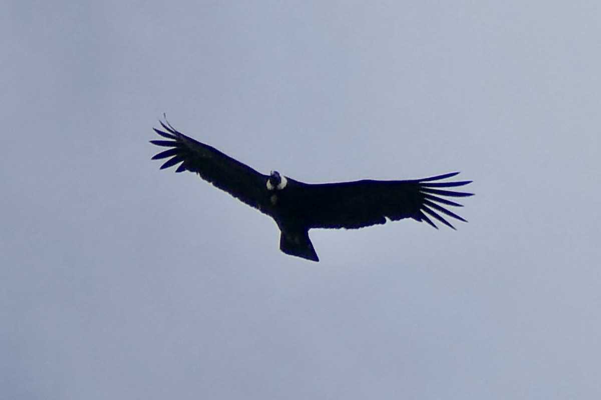 Andean Condor - ML337569031