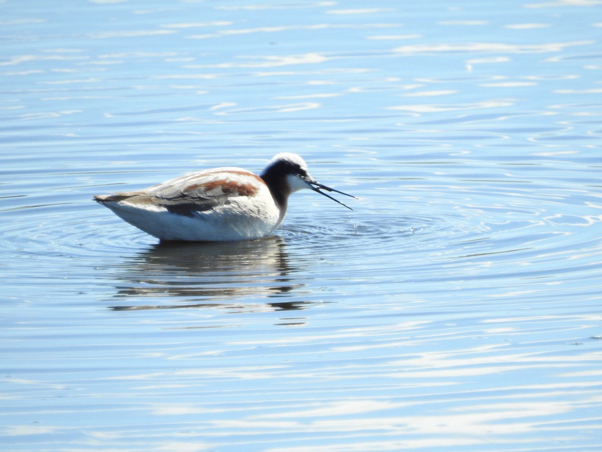 Wilson's Phalarope - Andy McGivern