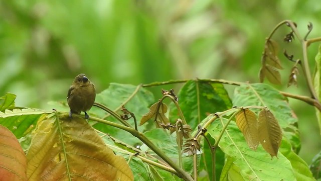 Variable Seedeater - ML337572931