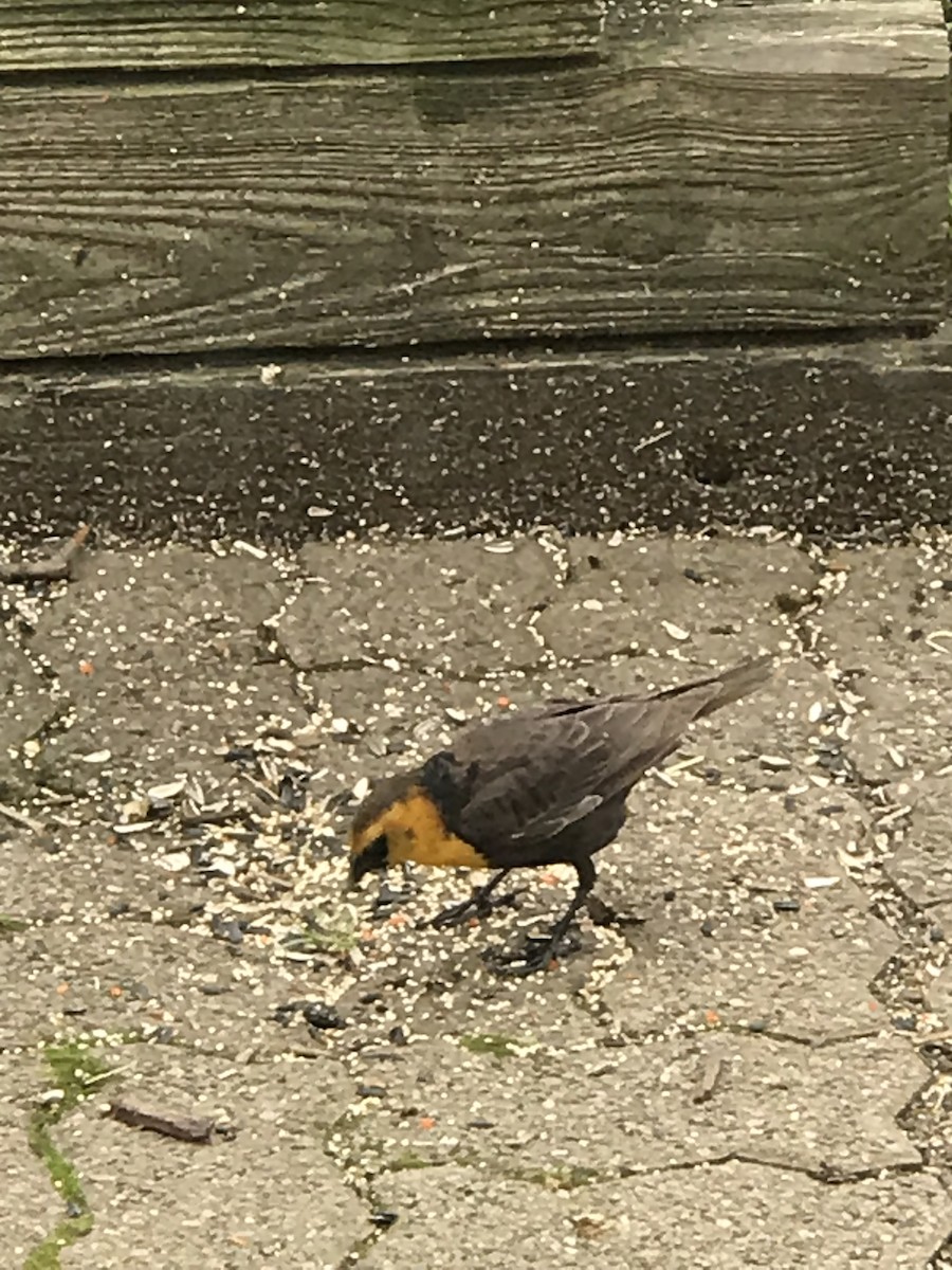 Yellow-headed Blackbird - ML337573081